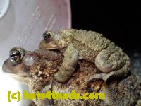 /home//u458753944/public_html/sourcegallery//Roxborough Toad Detour/2013-2019/2016/2016-03-31/P3310683.JPG